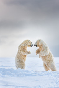 Polar bear cubs play fight on a snow covered island in the Beaufort Sea, arctic, Alaska.